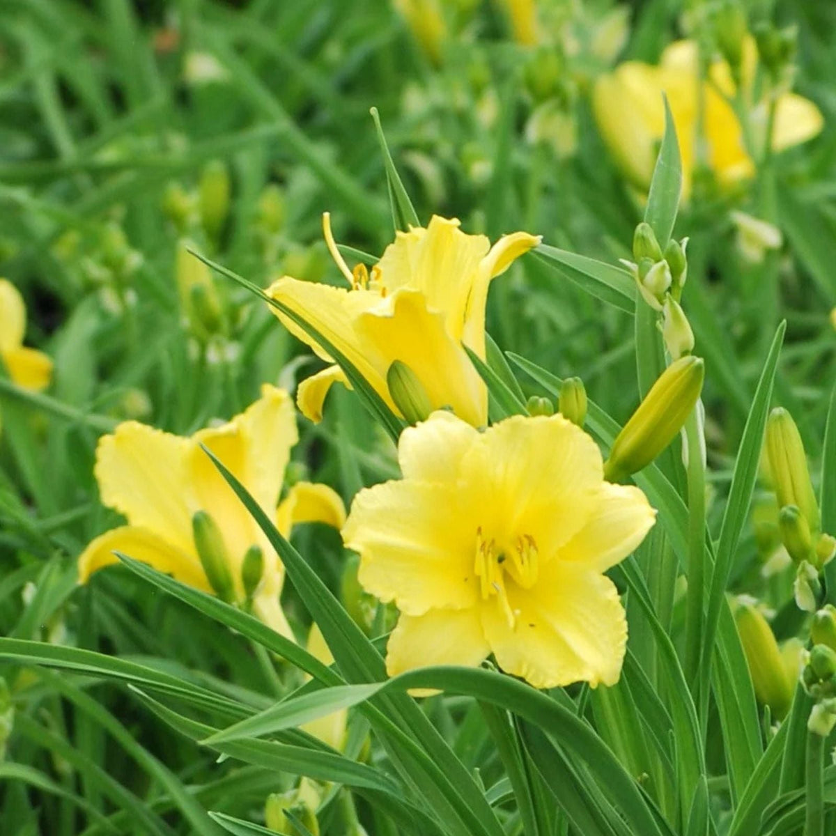 Daylily Seeds 30 Fresh Happy Returns Variety Hemerocallis Perennial Flower Seeds for Garden Planting