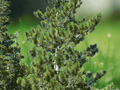5 Seeds Pinus flexilis var. reflexa Southwestern White Pine Evergreen Conifer Tree