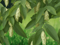 5 Seeds American Hophornbeam Tree Ostrya virginiana Shade Tree