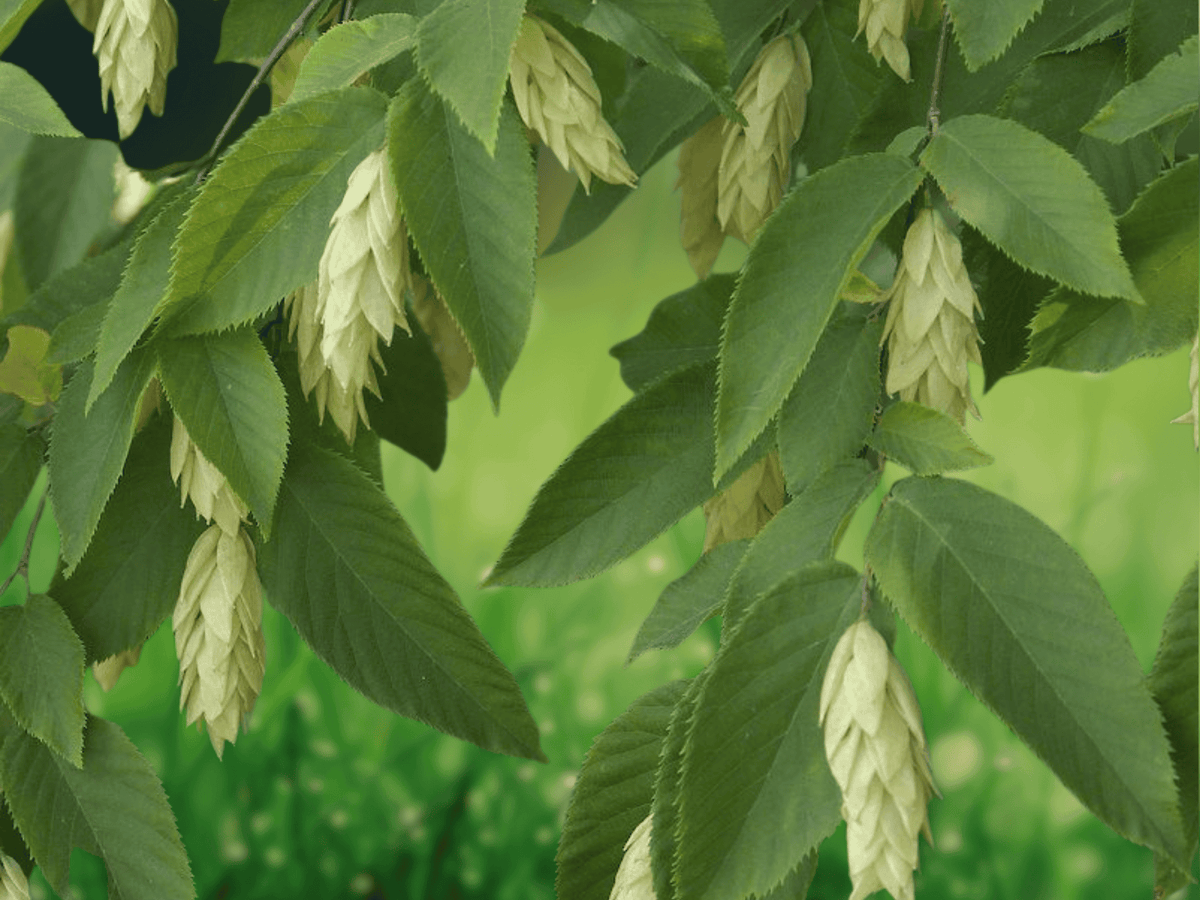 5 Seeds American Hophornbeam Tree Ostrya virginiana Shade Tree