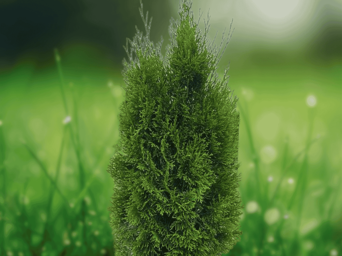 1 Live Plant Emerald Green Arborvitae Thuja