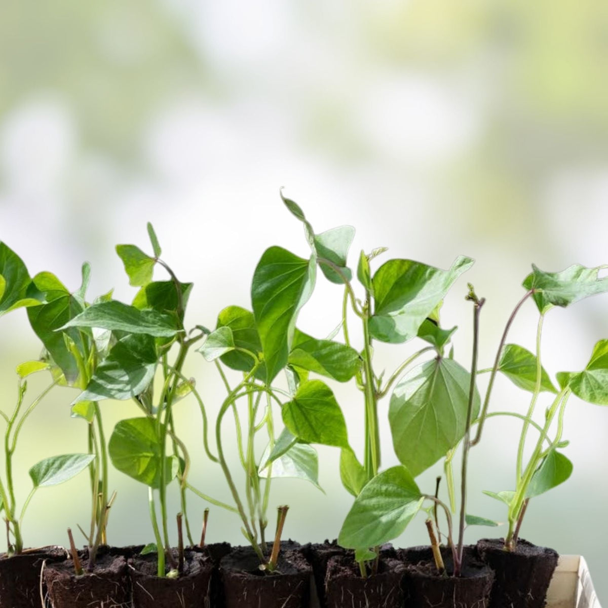 Yams Slips for Planting - Yellow Murasaki Sweet Potato Slips - Organic Heirloom Variety - 6-8 Inches