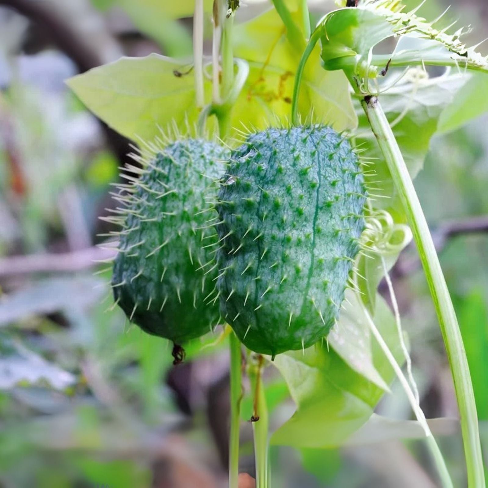 Wild Cucumber Seeds (30 Seeds) - Echinocystis lobata - Fast-Growing Climbing Vine for Gardens