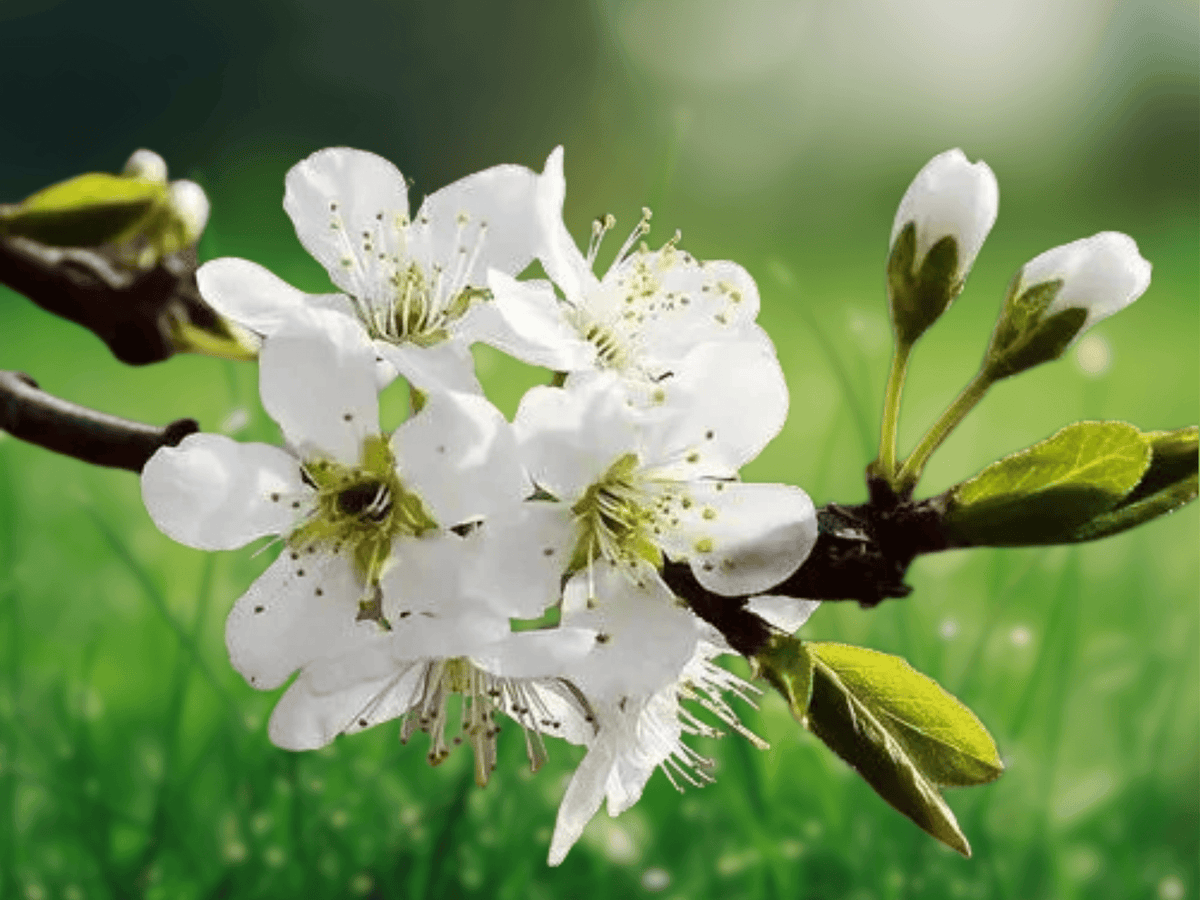 5 Seeds Pyrus betulifolia Birchleaf Pear Tree Ornamental Hardy Rootstock