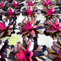 Neoregelia Passion Plant - Vibrant Chartreuse Green & Pink Foliage - Neoregelia spp. - Ideal for Landscape Design