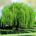 Weeping Willow Cuttings 4 Bright Green Salix babylonica Wisconsin Grown Garden Plant