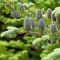 Balsam Fir Bonsai Tree Seeds 30 Pack Abies balsamea for Planting and Gardening, Conifer Seedlings, Indoor Outdoor Gardening