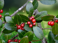 10 Seeds Ilex vomitoria (Yaupon Holly) Evergreen Native Shrub Tree