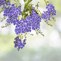 Sky Flower Seeds - Duranta repens Ornate Shrub - 10+ Seeds - Free Shipping