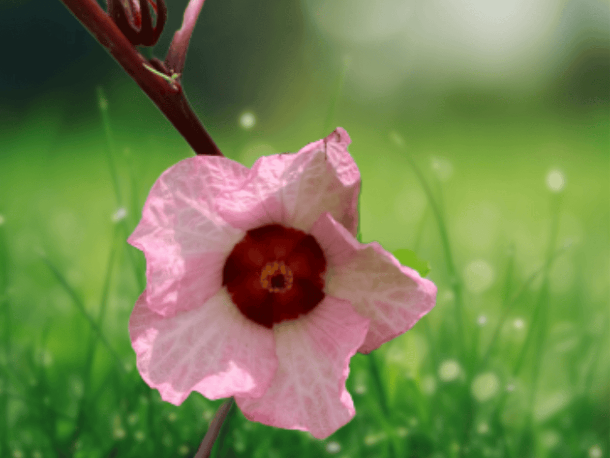 10 Seeds Roselle Hibiscus Hibiscus sabdariffa Pink Jamaican Sorrel
