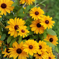 Rudbeckia Seeds 125+ Spudnick Variety Black-eyed Susan Annual Flower Garden Rudbeckia hirta