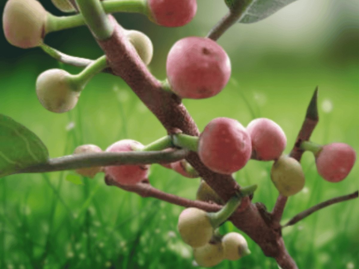 5 Seeds Ficus Semicordata Fig Tree Seeds, Evergreen Shade Tree Seeds for Bonsai and Landscaping