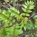 Fresh Sansho Cuttings - 6 Japanese Pepper Tree Cuttings - Zanthoxylum piperitum - Culinary Herb for Flavorful Dishes