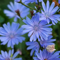 Bluest Blue Chicory Seeds - 100+ for Cut Flowers - Cichorium intybus - Bright Blue Flower Seeds for Garden and Floral Arrangements