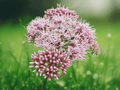 10 Seeds Eupatorium cannabinum Hemp Agrimony