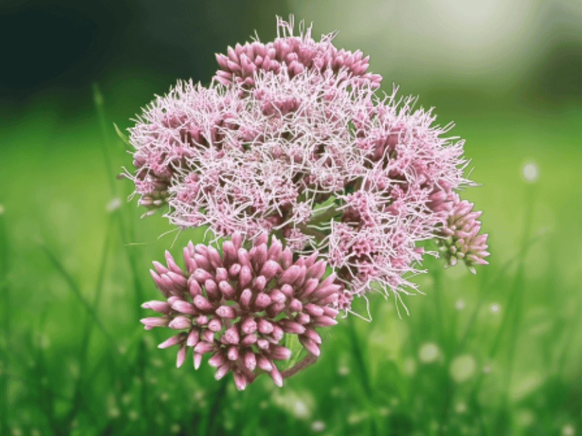 10 Seeds Eupatorium cannabinum Hemp Agrimony