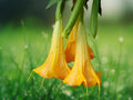 10 Seeds Brugmansia Hybrid Angel Trumpet Yellow Golden Fragrant Tropical Flower Tree Patio