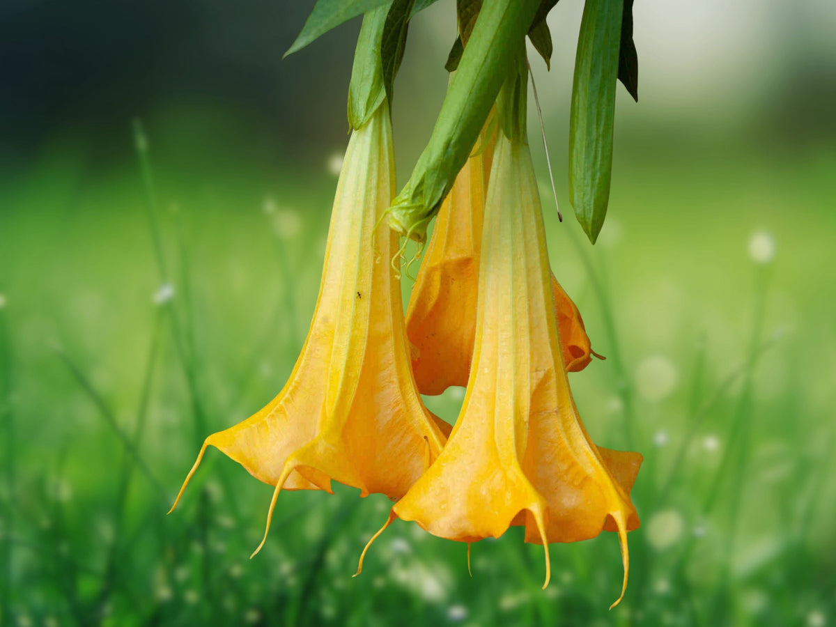 10 Seeds Brugmansia Hybrid Angel Trumpet Yellow Golden Fragrant Tropical Flower Tree Patio