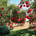 Dwarf Pomegranate Bonsai Seeds – 25 Edible Fruit Seeds – Punica granatum – Home Gardening, Indoor Plant, Fruit Tree Seeds