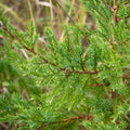 Eastern Red Cedar Tree Plant 12-18 Inch Bare Root Juniperus virginiana Native Missouri Hardy Zones 5-9