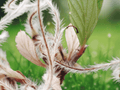 30 Seeds Mountain Mahogany Cercocarpus montanus Shrub Seeds
