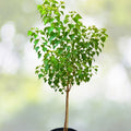 Chinese Tallow Tree Live Plant 1-2ft Bare Root Triadica Sebifera Ornamental Shade Tree Vibrant Fall Colors