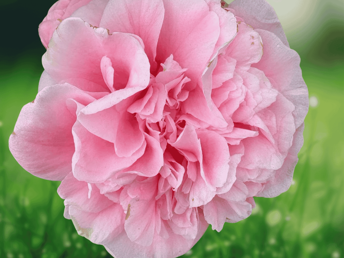 1 Live Plant Debutante Pink Camellia Japonica Starter Plant