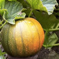 Pumpkin Seeds for Planting - Exotic Variety, Hard to Find - Cucurbita pepo, Gourmet Edible Seeds, Organic Gardening