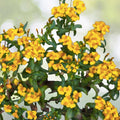 Mexican Mint Marigold Seeds 100+ | Tagetes Lucida | Medicinal Herb Spice & Flower