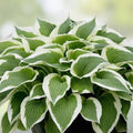 Rosemary Willow Tree Cuttings E Size - Privacy Bush Salix rosmarinifolia - Ornamental Shrub for Landscaping