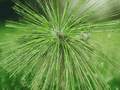 20 Seeds Longleaf Pine Pinus palustris Grass Stage Evergreen Tree