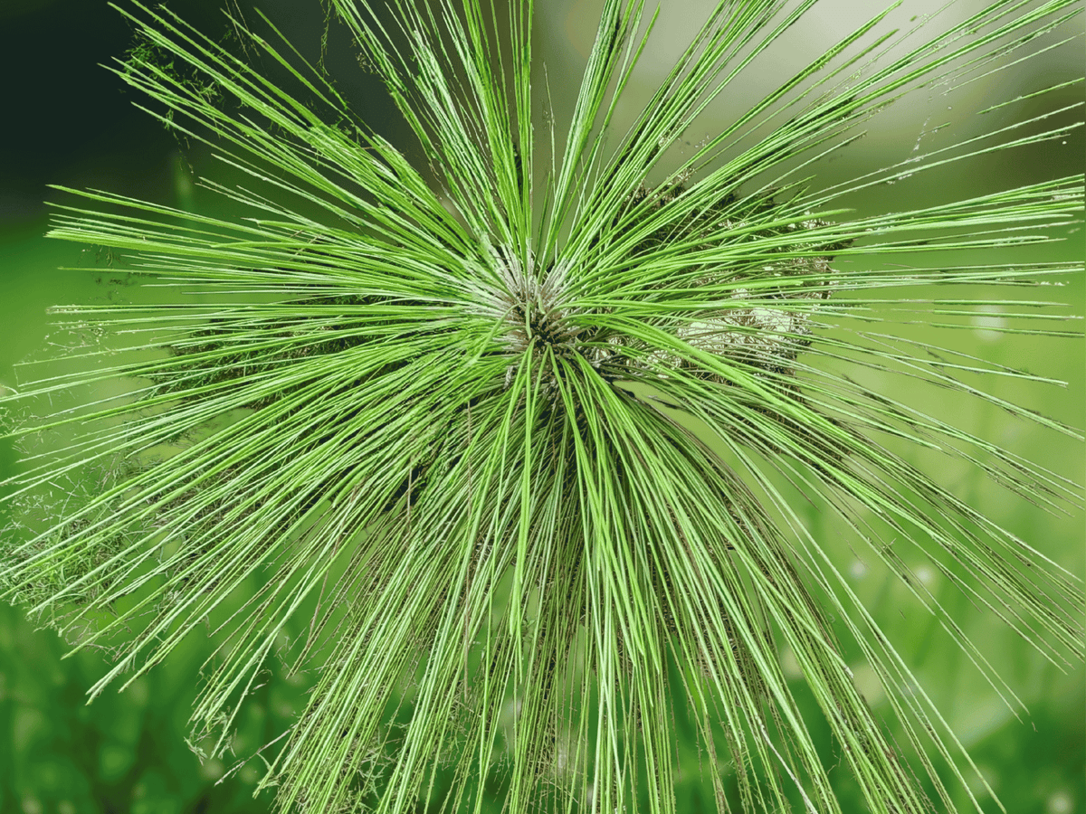 20 Seeds Longleaf Pine Pinus palustris Grass Stage Evergreen Tree