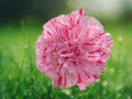 100 Seeds Dianthus Caryophyllus Highlight Carnation Yellow Red Fragrant Hardy Perennial Ornamental Garden Flower