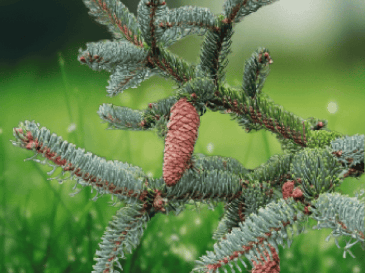 5 Seeds Picea crassifolia Qinghai Spruce Evergreen Tree Cold Hardy Conifer