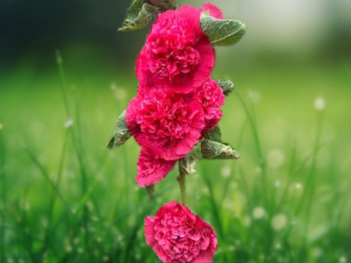 25 Seeds Hollyhock Double Rosey Red Alcea Rosea Hardy Biennial Tall Flower Cottage Garden Favorite