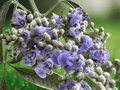 10 Seeds Hardy Chastetree Vitex negundo Heterophylla Flowering Shrub