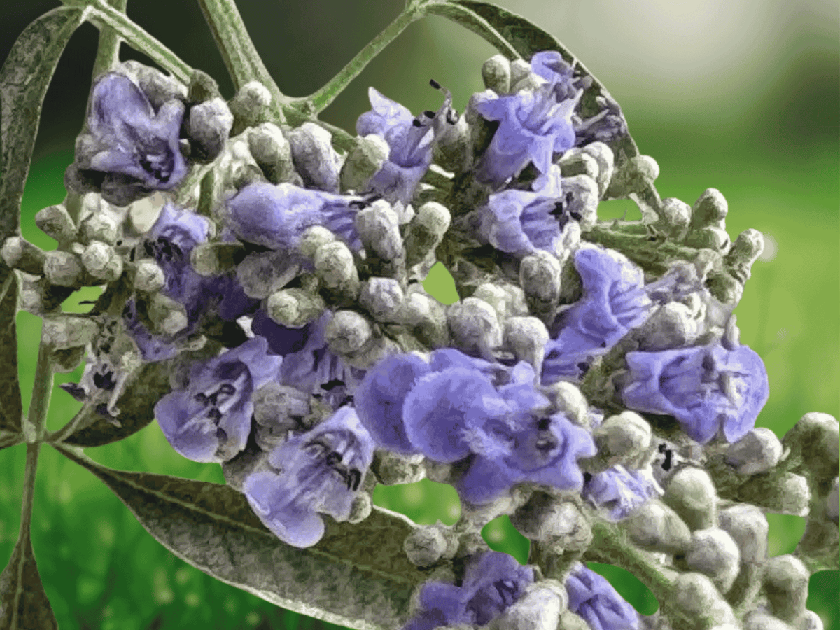 10 Seeds Hardy Chastetree Vitex negundo Heterophylla Flowering Shrub