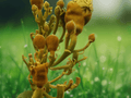 5 Seeds Fernandoa adenophylla Yellow Trumpet Tree