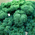 Kale Seeds - Vates Blue Curled Scotch Heirloom Non-GMO 50+ Seeds - Brassica oleracea Vegetables for Gardening