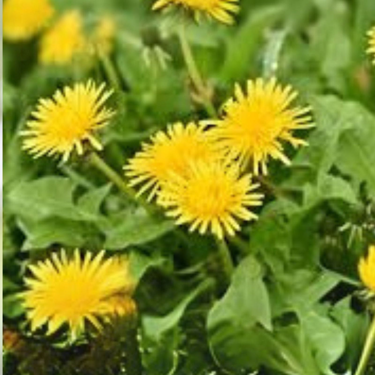 Wild Organic Dandelion Plants - 100+ Non-GMO Heirloom Seeds - Taraxacum officinale