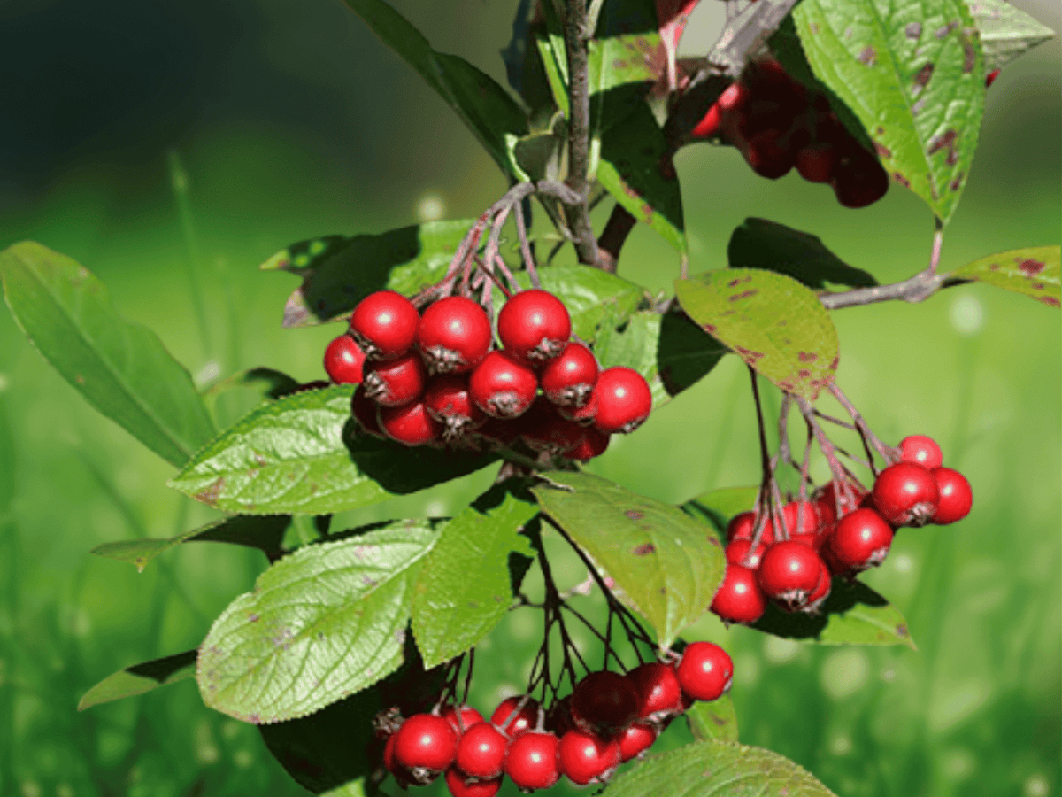 1 Live Plant Red Chokeberry Aronia arbutifolia 12 Inch Starter Bare Root