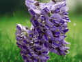 1 Live Plant Amethyst Falls American Wisteria 8 Inch Tall Grafted 1 Year Old