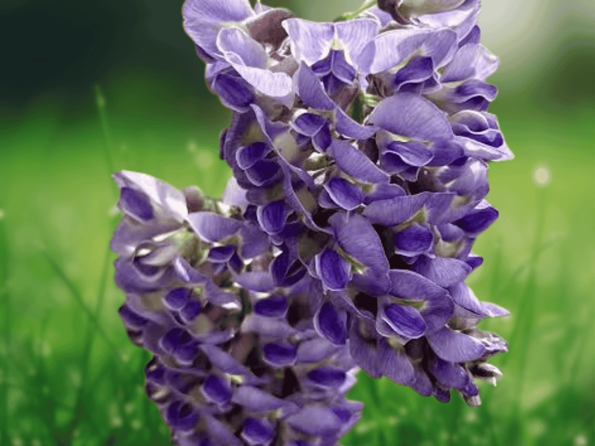 1 Live Plant Amethyst Falls American Wisteria 8 Inch Tall Grafted 1 Year Old