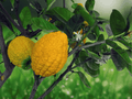 5 Seeds Citron Citrus medica Giant Lemon Type Fruit Tree