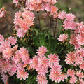 Champagne Taffy Lewisia Seeds 35 or 100 Non-GMO Flower Seeds Lewisia cotyledon Succulent Perennial Garden Plant