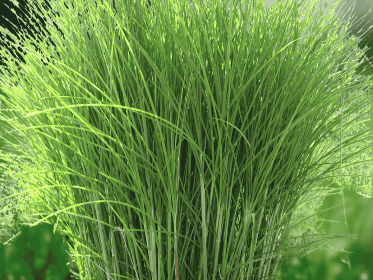10 Seeds Miscanthus sinensis Gracillimus Maiden Grass Ornamental Grass