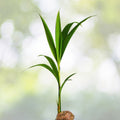 Sprouted Coconut Seed Plant Tree - Variable Size - Cocos Nucifera - Florida Grown Coconut Seedling