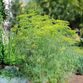 Heirloom Dill Seeds 25+ Mammoth Long Island Non-GMO Spice Anethum graveolens