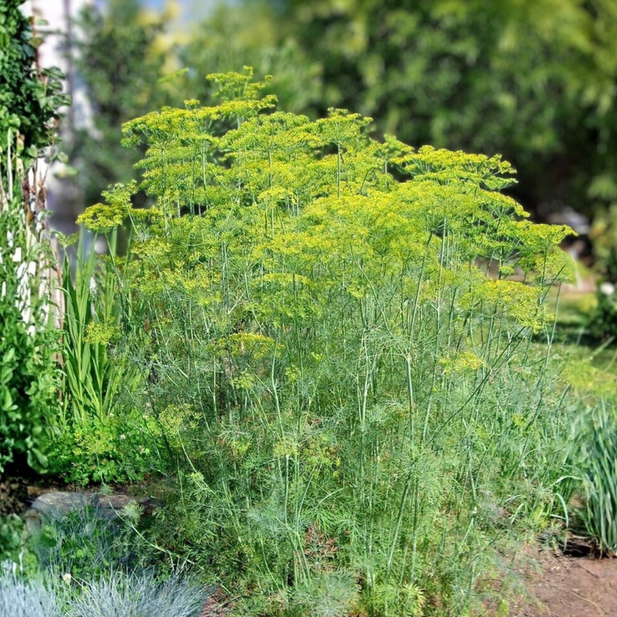 Heirloom Dill Seeds 25+ Mammoth Long Island Non-GMO Spice Anethum graveolens