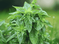 10 Seeds Basil Ocimum basilicum Culinary Herb Garden
